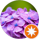 Huyen T. profile picture