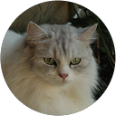 Janice C. profile picture