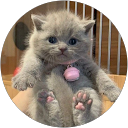 Алиса profile picture