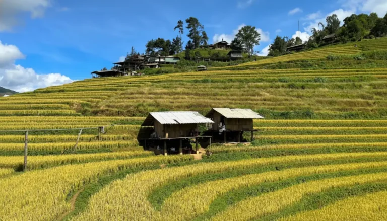 Mam Xoi Hill: Mu Cang Chai's Iconic Rice Terrace Viewpoint