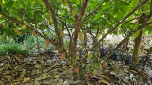 Muoi Cuong Cocoa Farm Can Tho: Bean-to-Bar Chocolate & Mekong Delta Tour