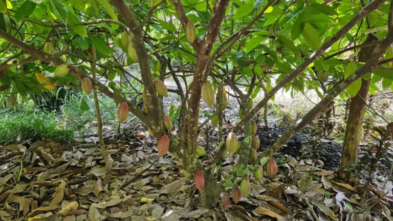 Muoi Cuong Cocoa Farm Can Tho: Bean-to-Bar Chocolate & Mekong Delta Tour