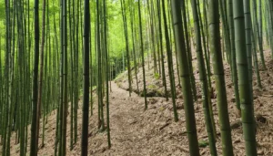 Pung Luong Bamboo Forest: Trekking & Photography in Mu Cang Chai