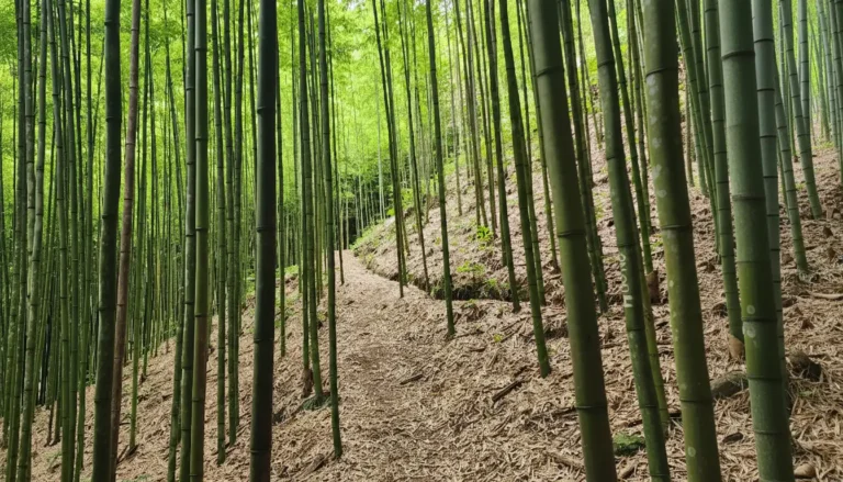 Pung Luong Bamboo Forest: Trekking & Photography in Mu Cang Chai