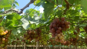 Thai An Grape Garden: Ninh Thuan Vineyard Tours, Picking & Wine Tasting