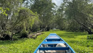 Tra Su Cajuput Forest: Scenic Flooded Wetlands & Bird Sanctuary in An Giang