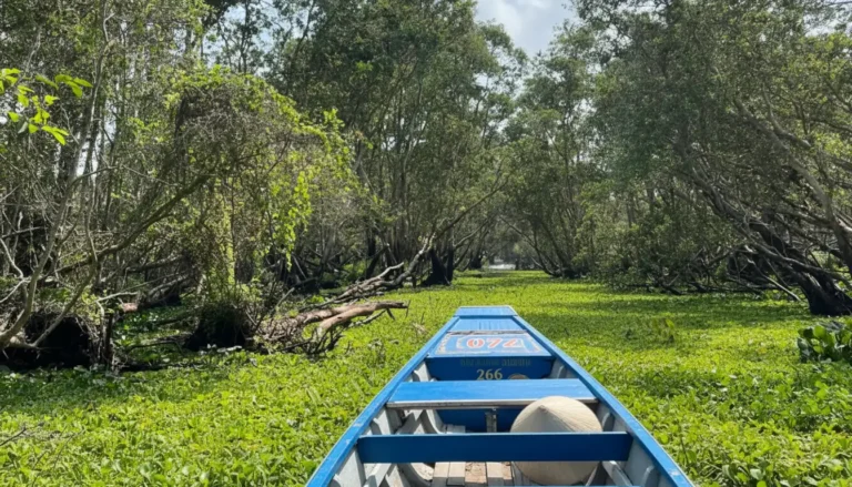 Tra Su Cajuput Forest: Scenic Flooded Wetlands & Bird Sanctuary in An Giang