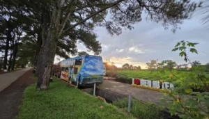 Bien Ho Tea Lake Pleiku: Historic Tea Plantation & Pine Avenue Scenic Spot