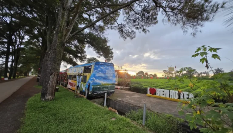 Bien Ho Tea Lake Pleiku: Historic Tea Plantation & Pine Avenue Scenic Spot