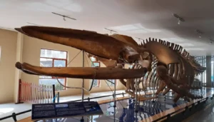 Nha Trang Oceanographic Museum: Marine Life Aquarium & Humpback Whale Skeleton