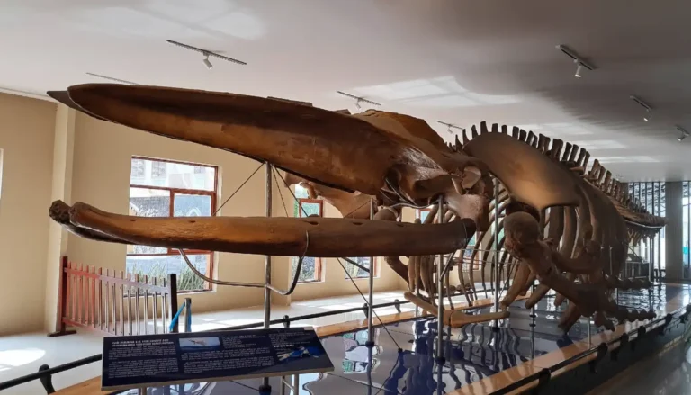 Nha Trang Oceanographic Museum: Marine Life Aquarium & Humpback Whale Skeleton