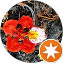 Nguyen N. profile picture