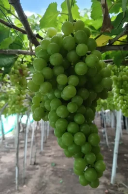 Whisk_1b1919d0667c730af8f440686edf5adcdr