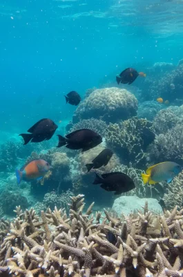 Whisk_3ae64007897f9ffb4f243db1c9df1c63dr