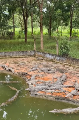 Whisk_71599db6ff85530a18b4ecef52dba85bdr