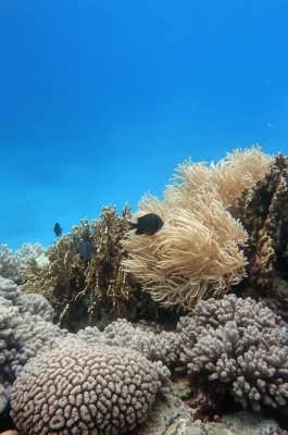 Whisk_b6f75bde89e0cffafd444d14169ba013dr