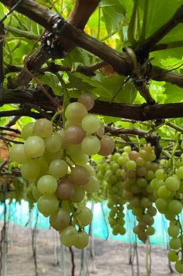 Whisk_ce1159f00eac07f85324c5f1b3713280dr