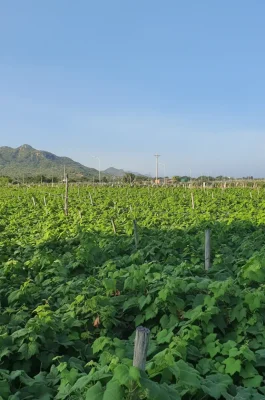 Whisk_d749664347e2834a6e045d0985e8708adr