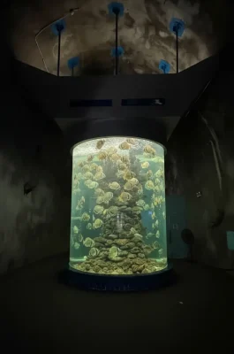 Nha Trang Oceanographic Museum: Marine Life Aquarium & Humpback Whale Skeleton