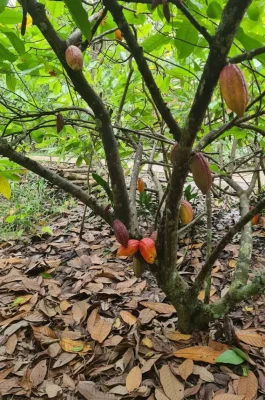 Muoi Cuong Cocoa Farm Can Tho: Bean-to-Bar Chocolate & Mekong Delta Tour