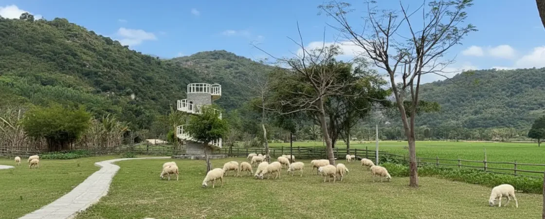 An Hoa Sheep Hill Ninh Thuan: Pastoral Scenery & Photography Hotspot