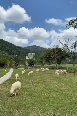 An Hoa Sheep Hill Ninh Thuan: Pastoral Scenery & Photography Hotspot