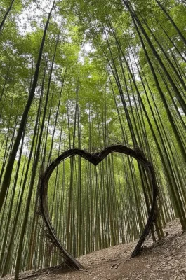 Pung Luong Bamboo Forest: Trekking & Photography in Mu Cang Chai