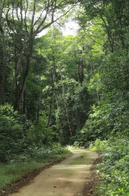 Kon Chu Rang Nature Reserve: Trekking to K50 Waterfall & Pristine Forest