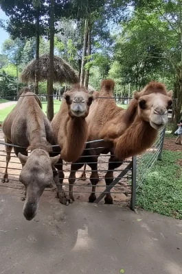 Vinpearl Safari Phu Quoc: Open Zoo, Wildlife Bus Tour & Giraffe Feeding