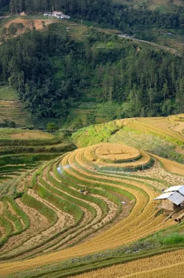 Mam Xoi Hill: Mu Cang Chai's Iconic Rice Terrace Viewpoint