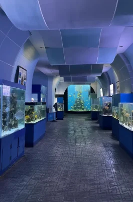 Nha Trang Oceanographic Museum: Marine Life Aquarium & Humpback Whale Skeleton