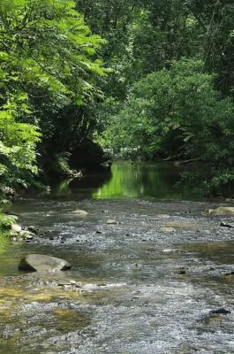 Kon Chu Rang Nature Reserve: Trekking to K50 Waterfall & Pristine Forest