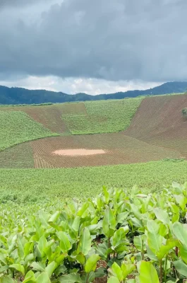 Chu Dang Ya Volcano Pleiku: Wild Sunflower Festival & Ancient Crater Hike