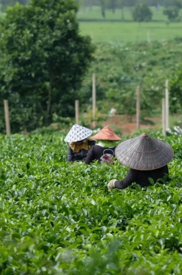 Bien Ho Tea Lake Pleiku: Historic Tea Plantation & Pine Avenue Scenic Spot