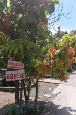 Muoi Cuong Cocoa Farm Can Tho: Bean-to-Bar Chocolate & Mekong Delta Tour