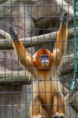 Hanoi Zoo (Thu Le Park): Family Fun & Wildlife Near Thu Le Lake