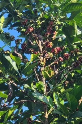 Me Linh Coffee Garden Dalat: Weasel Coffee Farm with Panoramic Valley View