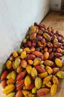 Muoi Cuong Cocoa Farm Can Tho: Bean-to-Bar Chocolate & Mekong Delta Tour