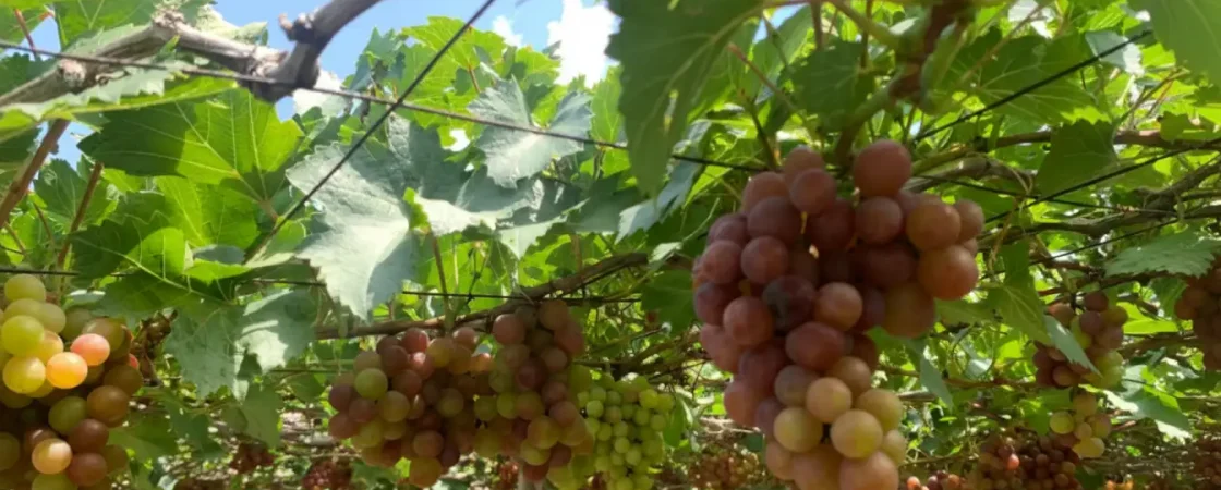 Thai An Grape Garden: Ninh Thuan Vineyard Tours, Picking & Wine Tasting