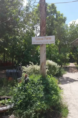 Muoi Cuong Cocoa Farm Can Tho: Bean-to-Bar Chocolate & Mekong Delta Tour