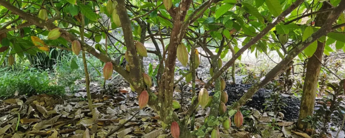 Muoi Cuong Cocoa Farm Can Tho: Bean-to-Bar Chocolate & Mekong Delta Tour