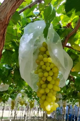 Thai An Grape Garden: Ninh Thuan Vineyard Tours, Picking & Wine Tasting