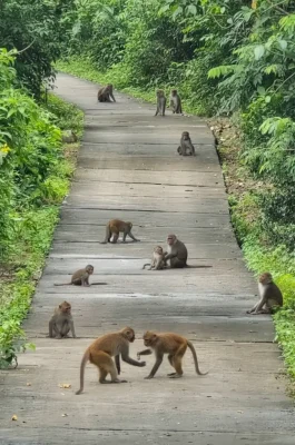 Hon Lao Monkey Island Nha Trang: Wild Macaque Colony & Day Trip Guide