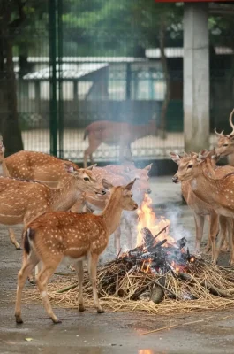 Hanoi Zoo (Thu Le Park): Family Fun & Wildlife Near Thu Le Lake