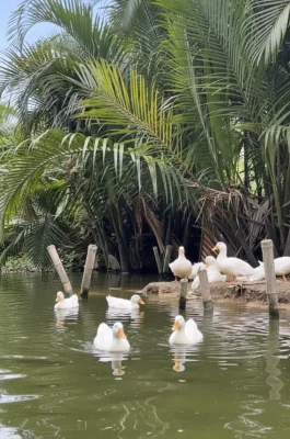 Cam Thanh Coconut Village: Basket Boat Tour in Hoi An's Nipa Palm Forest