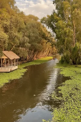 Tra Su Cajuput Forest: Scenic Flooded Wetlands & Bird Sanctuary in An Giang