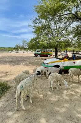 An Hoa Sheep Hill Ninh Thuan: Pastoral Scenery & Photography Hotspot