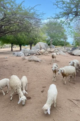 An Hoa Sheep Hill Ninh Thuan: Pastoral Scenery & Photography Hotspot