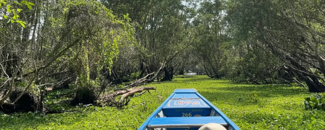 Tra Su Cajuput Forest: Scenic Flooded Wetlands & Bird Sanctuary in An Giang