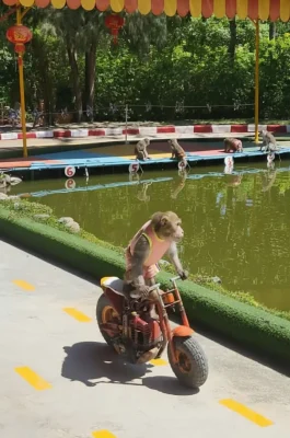 Hon Lao Monkey Island Nha Trang: Wild Macaque Colony & Day Trip Guide